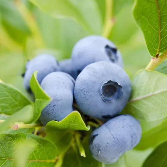 Berry Bush Collection, 3-pack
