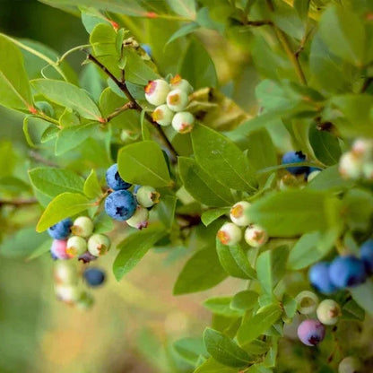 Berry Bush Collection, 3-pack