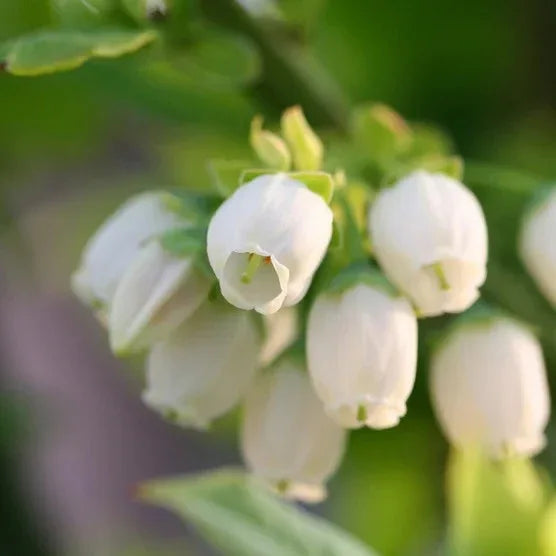 Berry Bush Collection, 3-pack