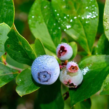Berry Bush Collection, 3-pack