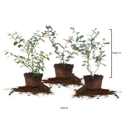 Berry Bush Collection, 3-pack