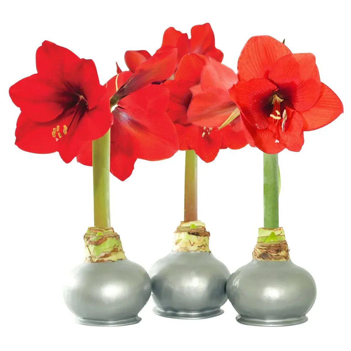 Bloomaker Silver Waxed Amaryllis Trio, No Water Needed