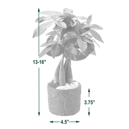 Bonsai Live Indoor Plant in 7 in. Pot