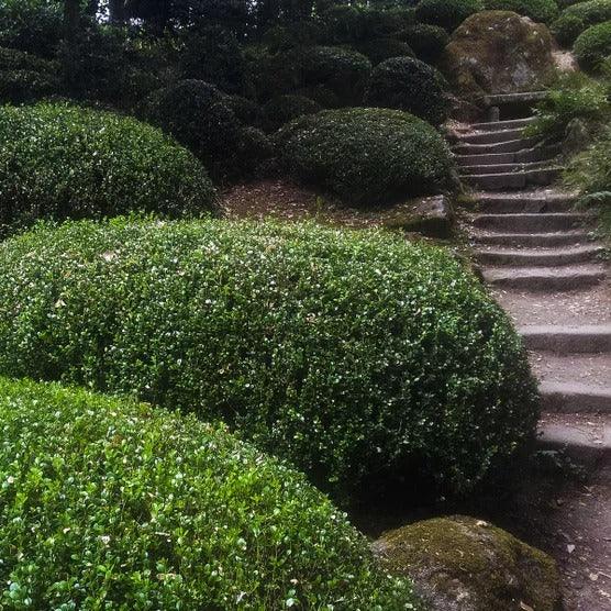 Boxwood Collection, 3-pack