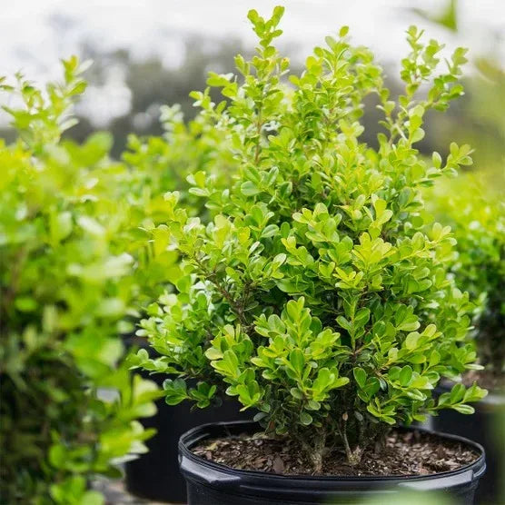 Boxwood Collection, 3-pack