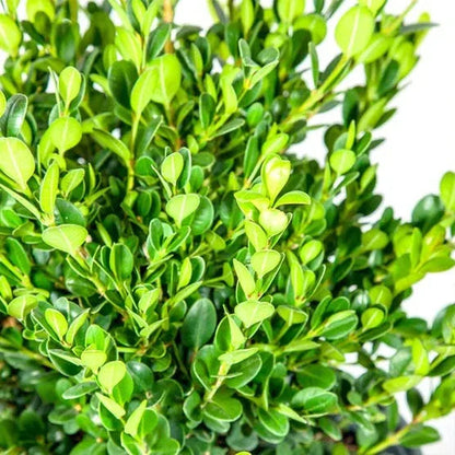 Boxwood Collection, 3-pack