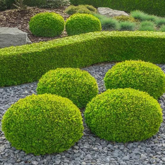 Boxwood Collection, 3-pack