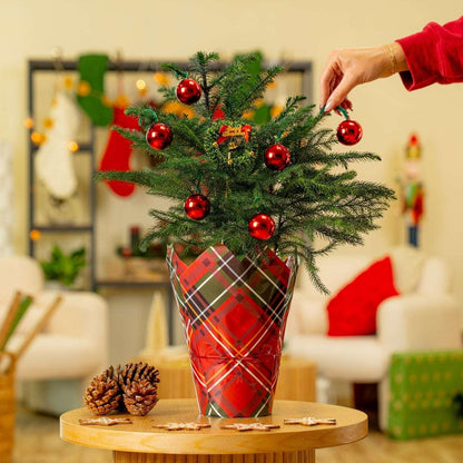 Costa Farms Decorated Norfolk Island Pine Live Christmas Tree, Houseplant in Decor Cover, 2-pack