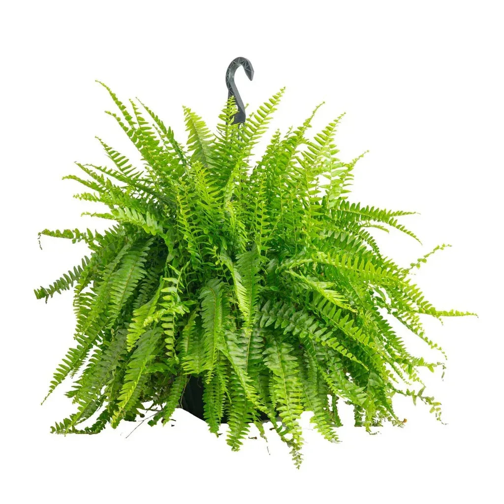 Costa Farms XL Boston Fern in Nursery Pot