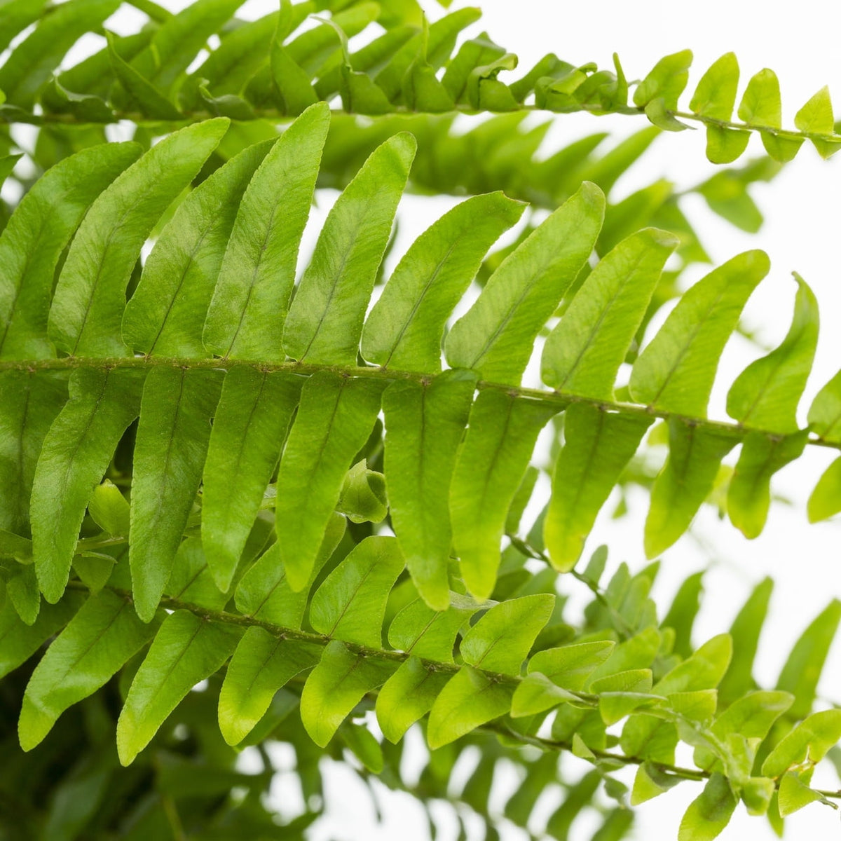 Expert Gardener 20-24" Wide Boston Fern Live Plant in 1.5-Gallon Grower Pot