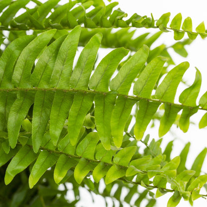 Expert Gardener 20-24" Wide Boston Fern Live Plant in 1.5-Gallon Grower Pot