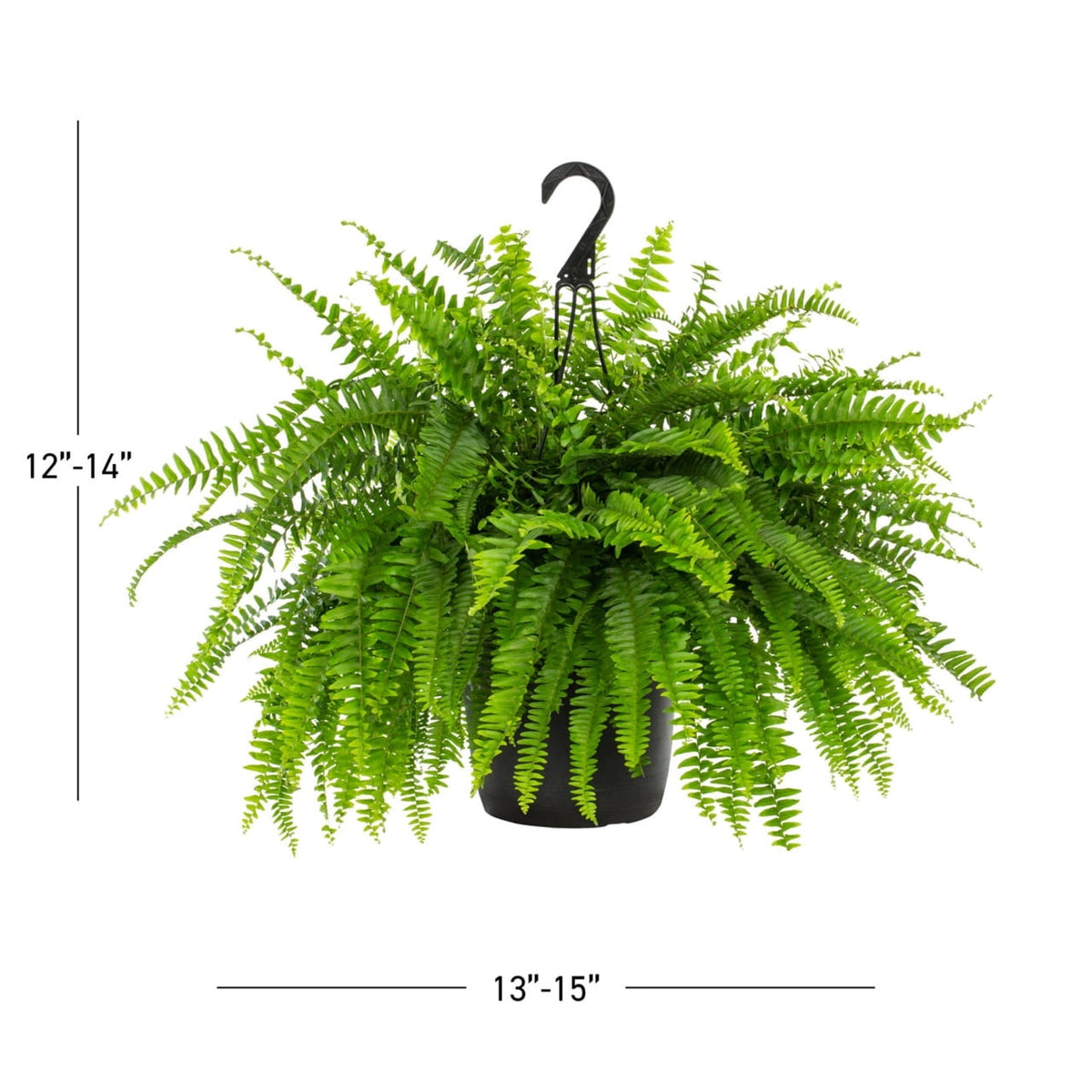 Expert Gardener 20-24" Wide Boston Fern Live Plant in 1.5-Gallon Grower Pot
