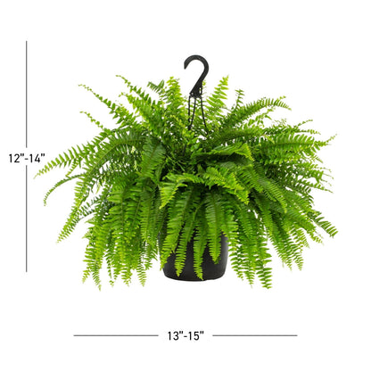 Expert Gardener 20-24" Wide Boston Fern Live Plant in 1.5-Gallon Grower Pot
