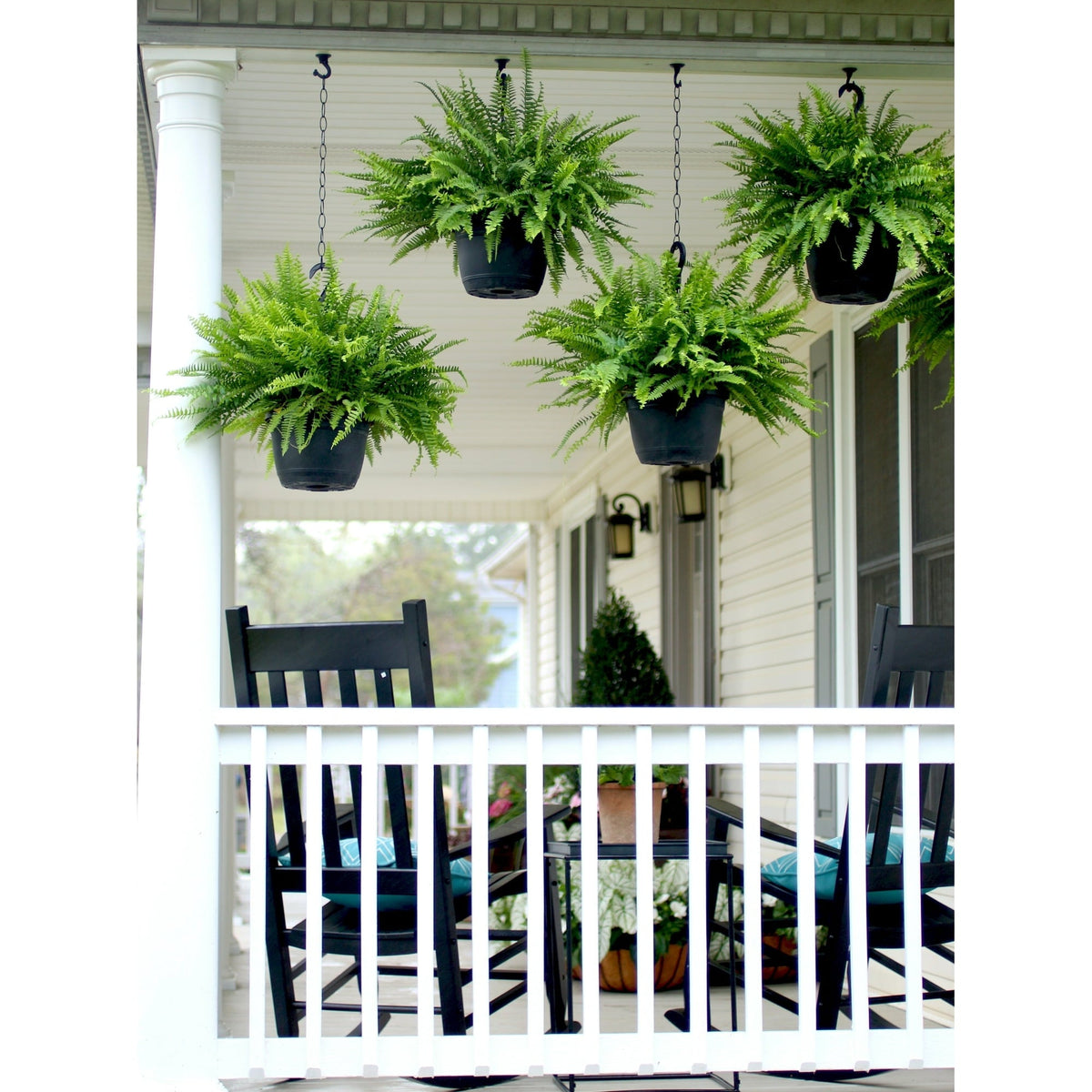 Expert Gardener 20-24" Wide Boston Fern Live Plant in 1.5-Gallon Grower Pot