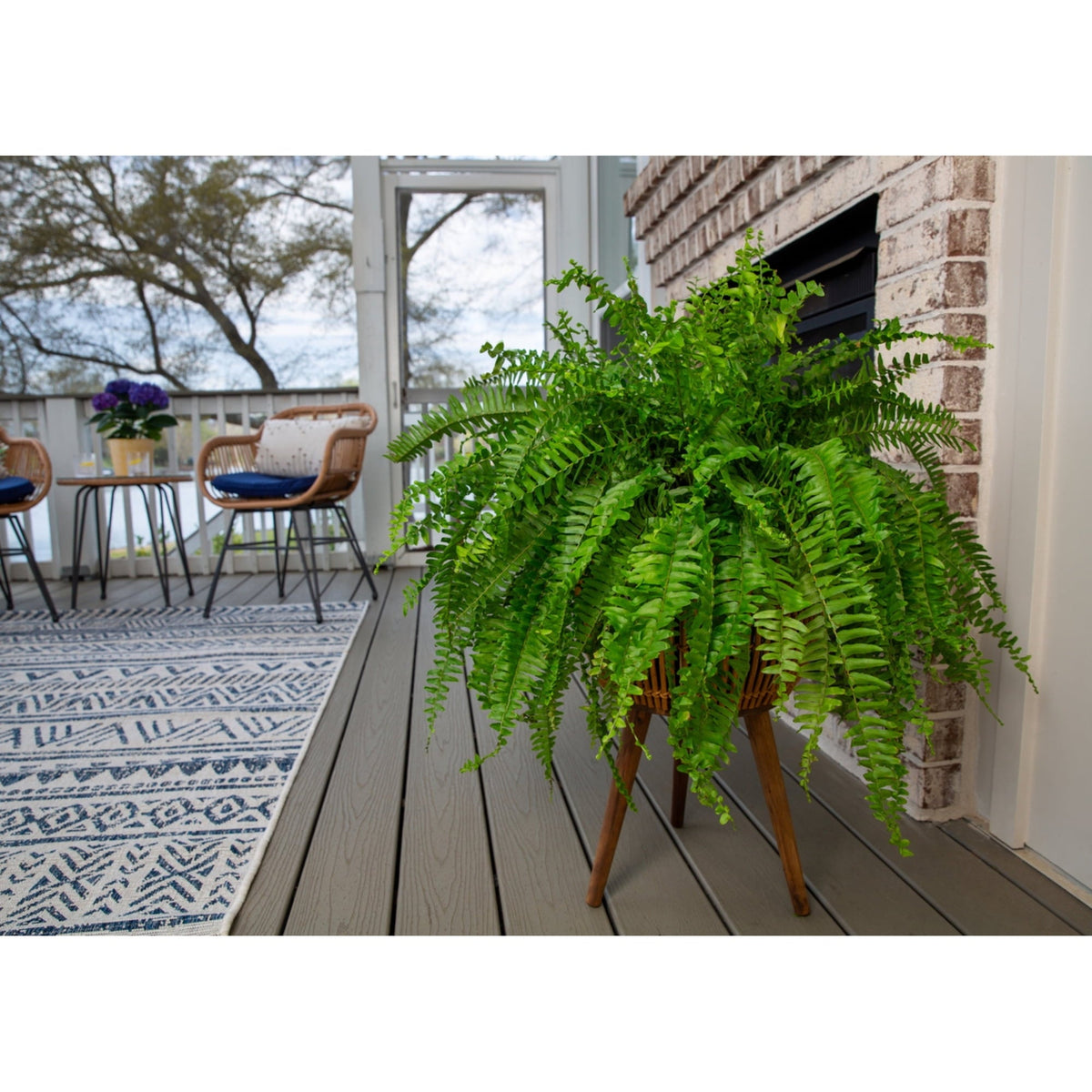 Expert Gardener 20-24" Wide Boston Fern Live Plant in 1.5-Gallon Grower Pot