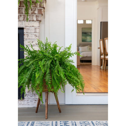 Expert Gardener 20-24" Wide Boston Fern Live Plant in 1.5-Gallon Grower Pot