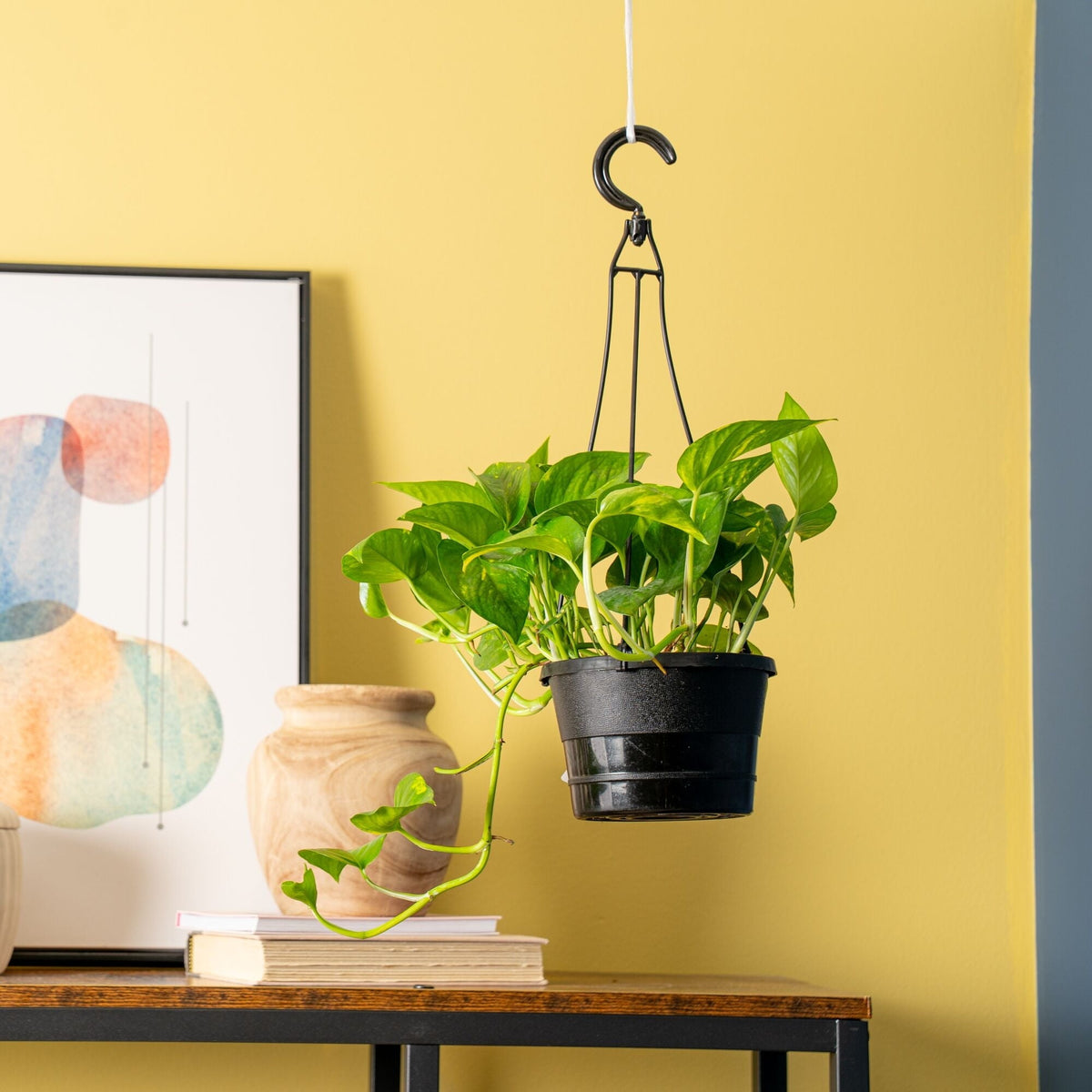 Expert Gardener 12" Green Pothos House Plant in 6" Hanging Basket