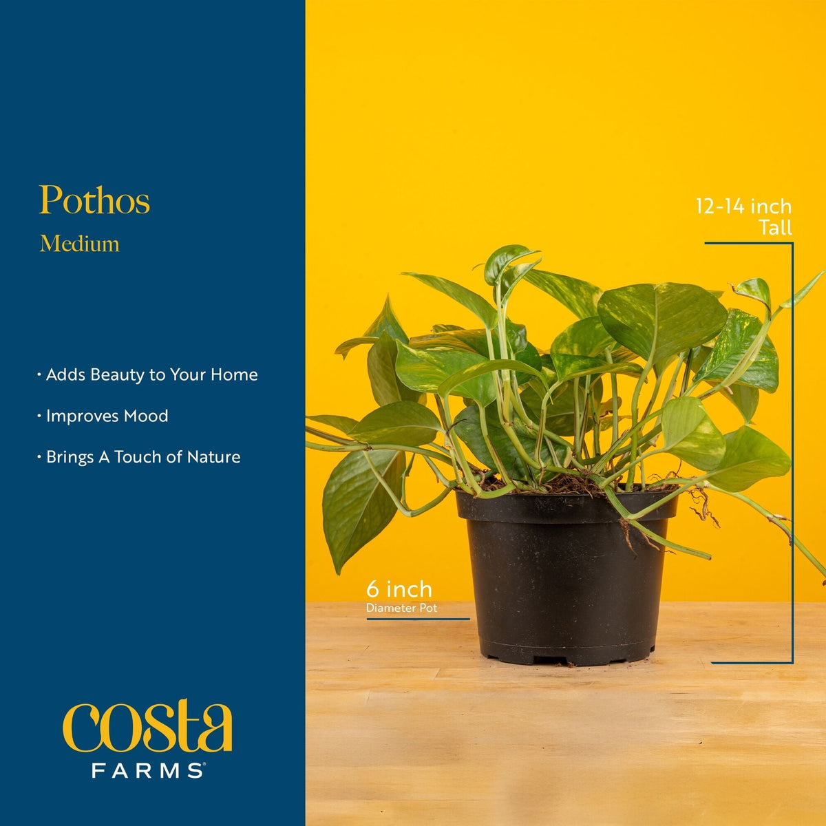 Expert Gardener 12" Green Pothos House Plant in 6" Hanging Basket