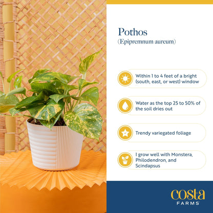 Expert Gardener 12" Green Pothos House Plant in 6" Hanging Basket