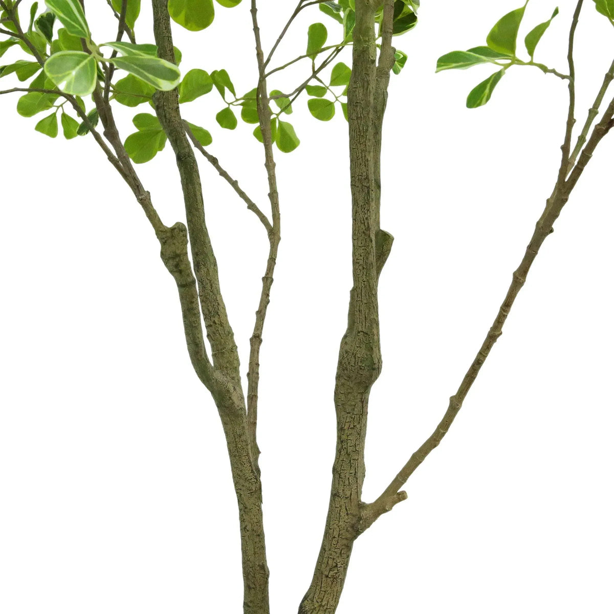 Faux 6.5' Ficus Tree