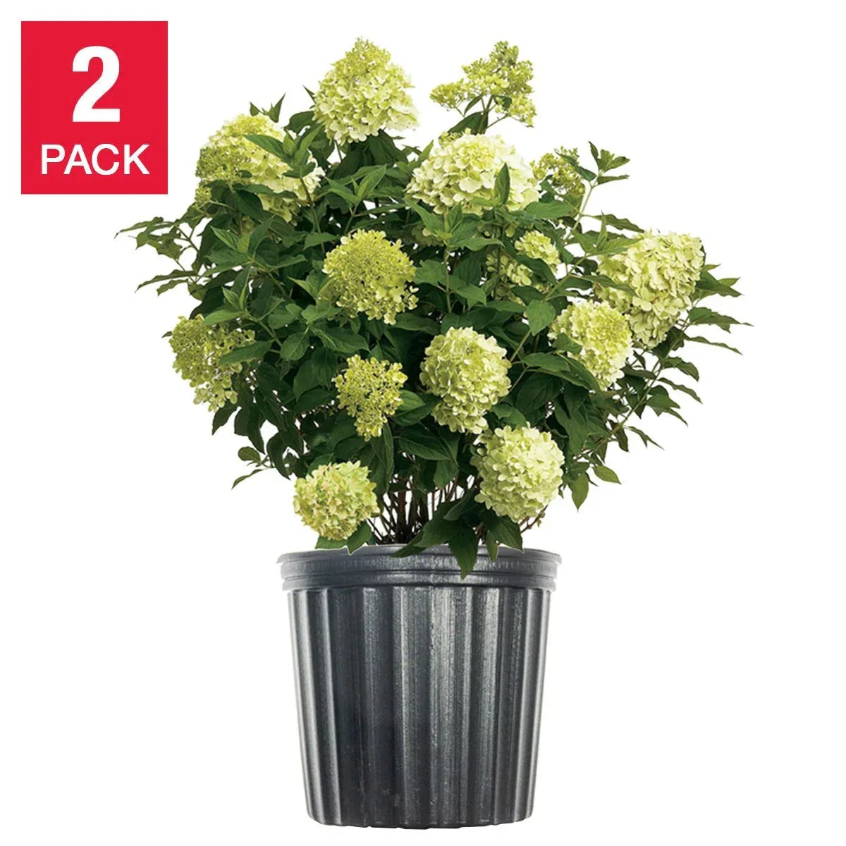 Hydrangea Shrubs 3 Gallon, 2-pack
