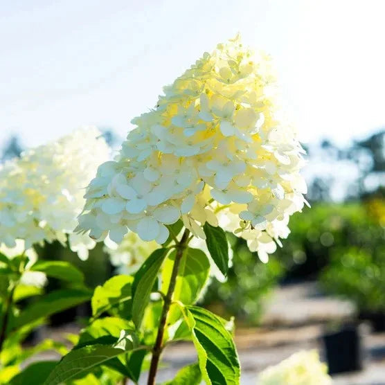 Hydrangea Shrubs 3 Gallon, 2-pack