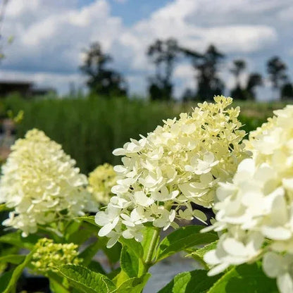 Hydrangea Shrubs 3 Gallon, 2-pack