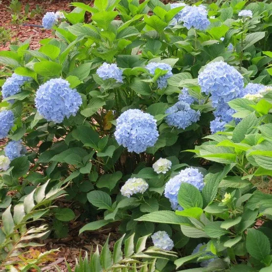 Hydrangea Shrubs 3 Gallon, 2-pack