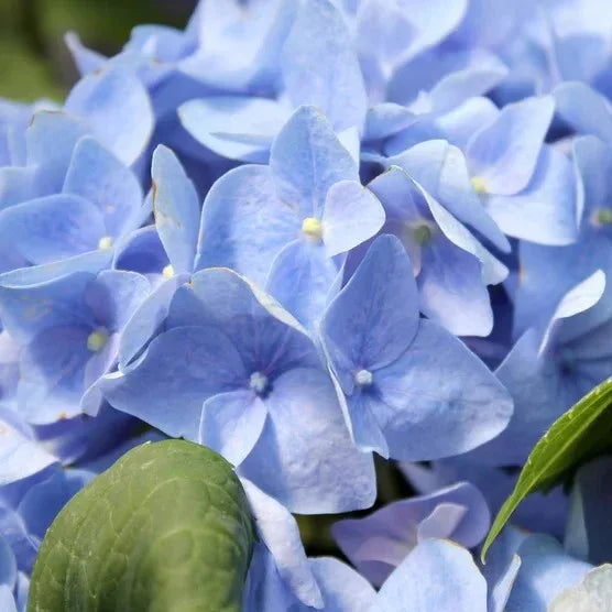 Hydrangea Shrubs 3 Gallon, 2-pack