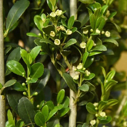 Ilex Sky Pencil Plant, 2-pack