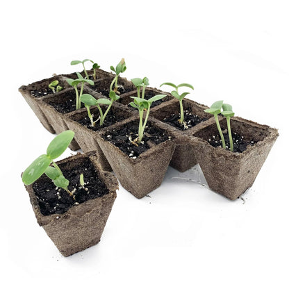 Jiffy-Strips Biodegradable Seed Starting Peat Strip (50 Pots), Has Drainage