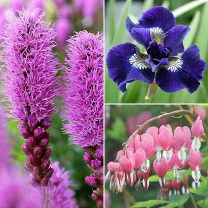 Longfield Garden Solution Collections