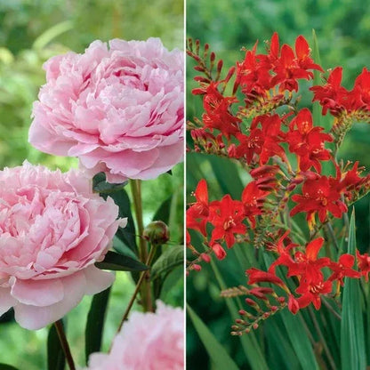 Longfield Garden Solution Collections