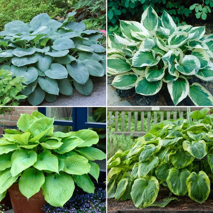 Longfield Gardens Astilbes and Hosta Shade Gardens