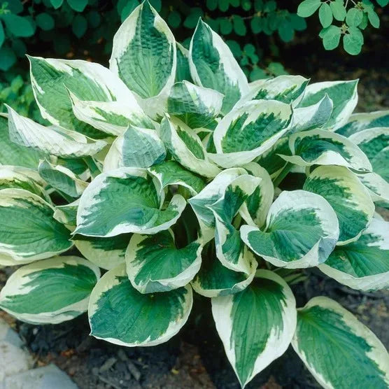 Longfield Gardens Astilbes and Hosta Shade Gardens