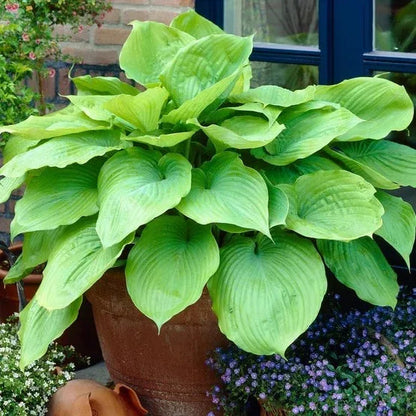 Longfield Gardens Astilbes and Hosta Shade Gardens