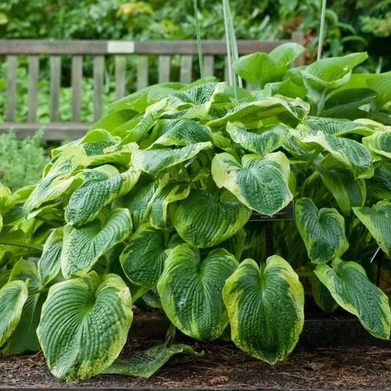 Longfield Gardens Astilbes and Hosta Shade Gardens