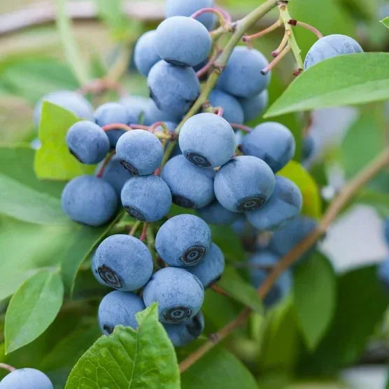 Longfield Gardens Bareroot Fruit Collections