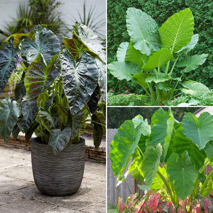 Longfield Gardens Elephant Ear Collections