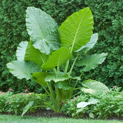 Longfield Gardens Elephant Ear Collections