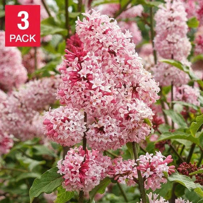 Longfield Gardens Lilac’s