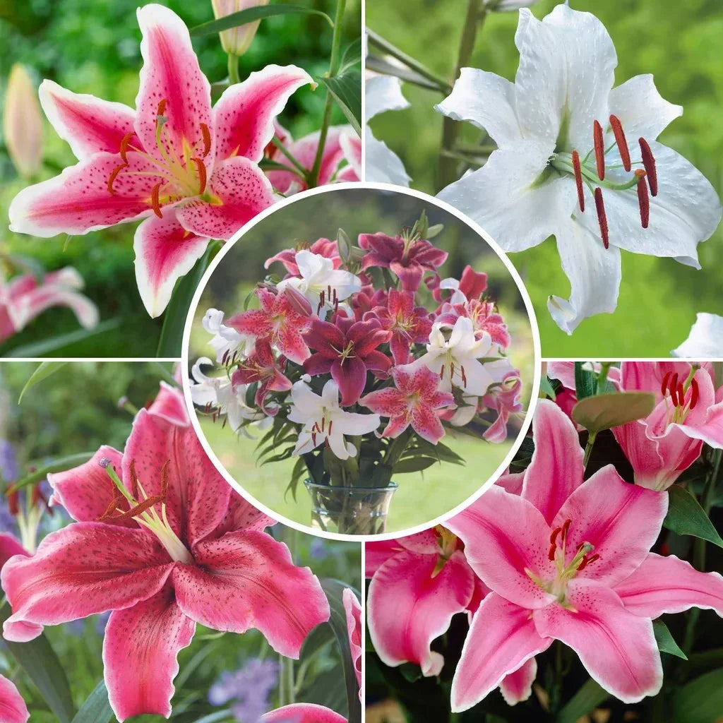 Longfield Gardens Lily Collections, 35-count