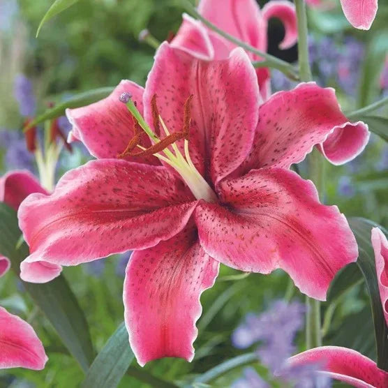 Longfield Gardens Lily Collections, 35-count