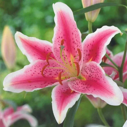 Longfield Gardens Lily Collections, 35-count