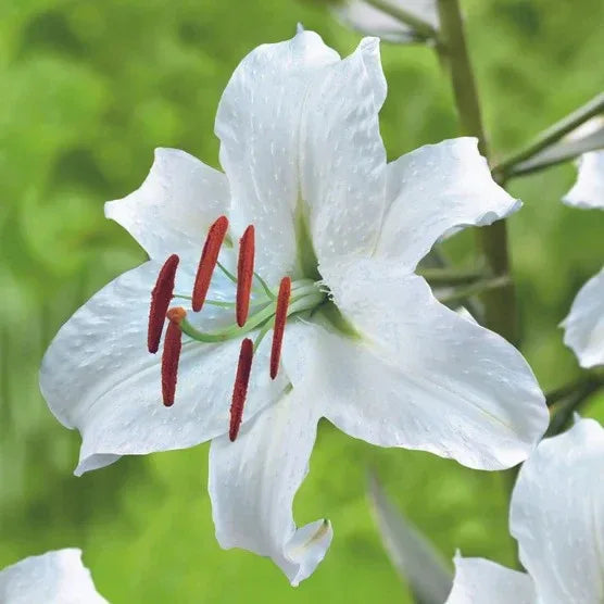 Longfield Gardens Lily Collections, 35-count