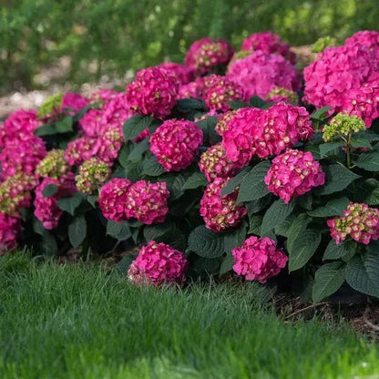 Longfield Gardens Pink/Red Hydrangea’s