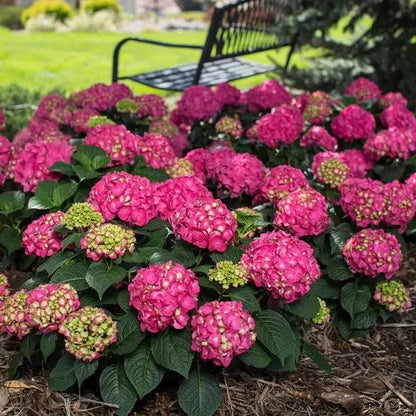 Longfield Gardens Pink/Red Hydrangea’s