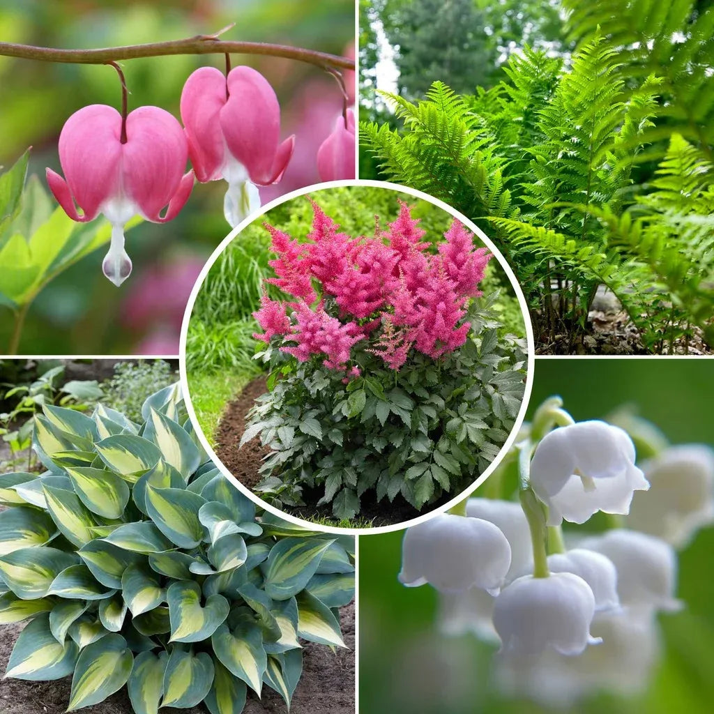 Longfield Gardens Shade Loving Perennial Collection