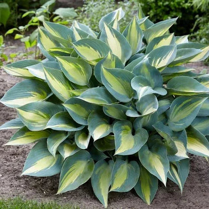 Longfield Gardens Shade Loving Perennial Collection