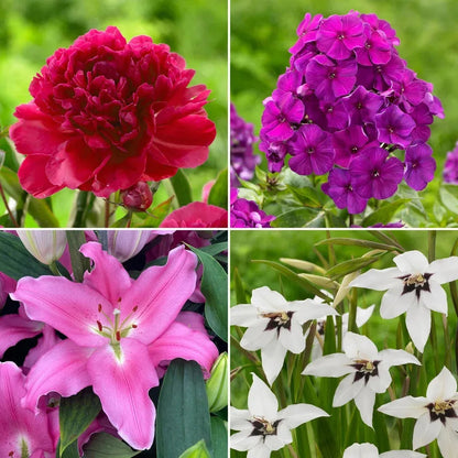 Longfield Garden Solution Collections